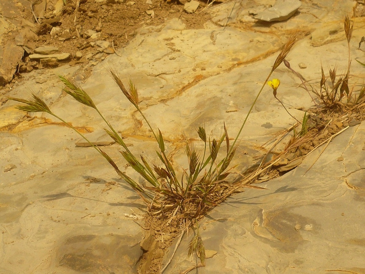 Brachypodium distachyon (Poaceae)